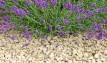 Buff-coloured clean limestone chippings displayed in front of flowers in a garden, containing grades from 10mm to 20mm.