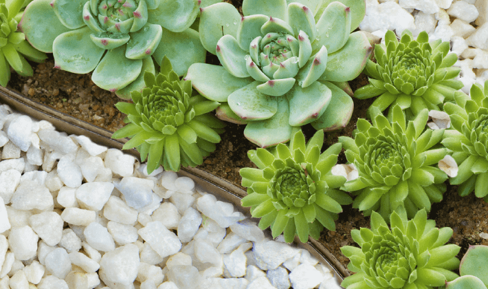 White chippings in a rockery next to succulent plants.